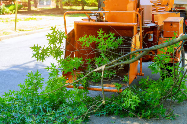 Best Tree Removal  in Sansom Park, TX